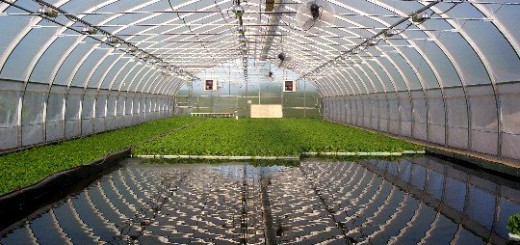 Aquaponics