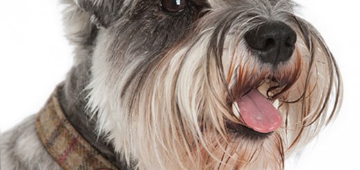 Dog Collars