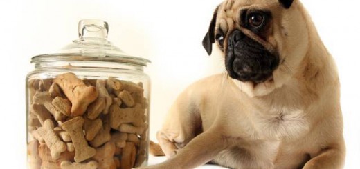 Dog Treats