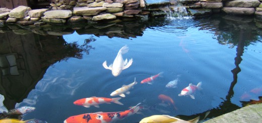 Koi Ponds