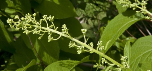 natural-cancer-cure