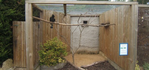 Bird_aviary_build